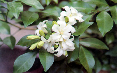 แก้ว Murraya paniculata (Linn.) Jack<br/>RUTACEAE